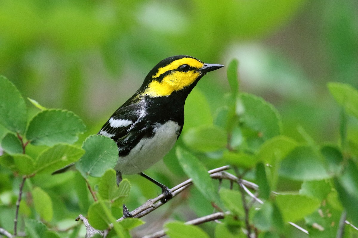 Golden-cheeked Warbler - ML563934271