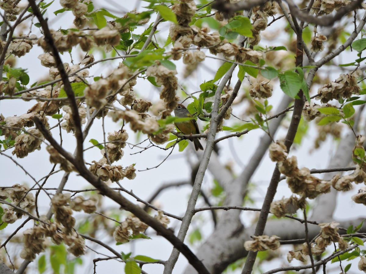 Chestnut-crowned Warbler - ML563934581