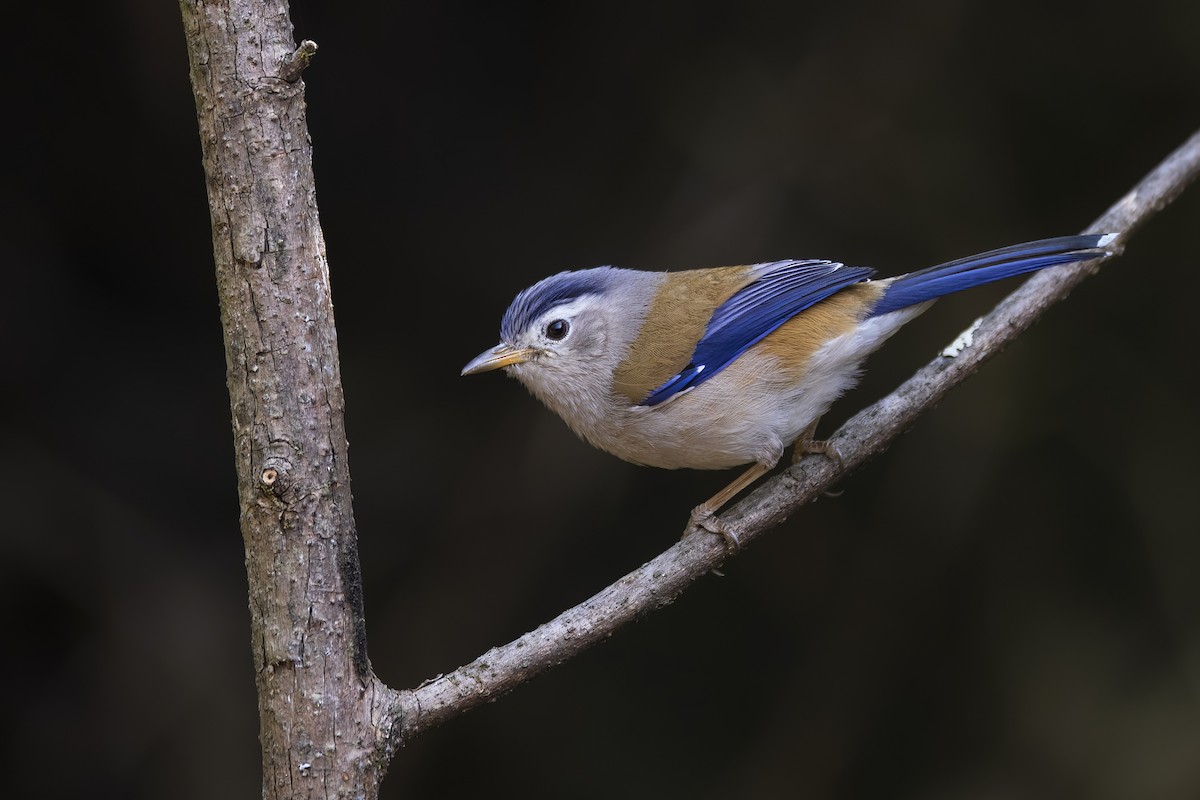 Blue-winged Minla - ML563935091