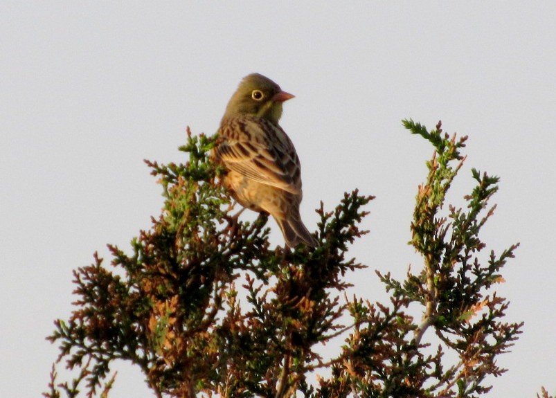 Ortolan Bunting - ML56393511