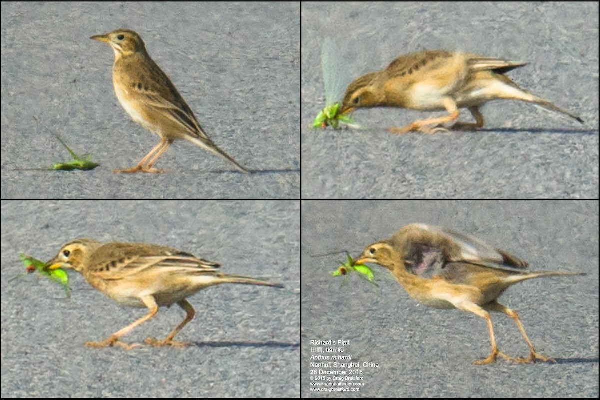 Richard's Pipit - ML56393551