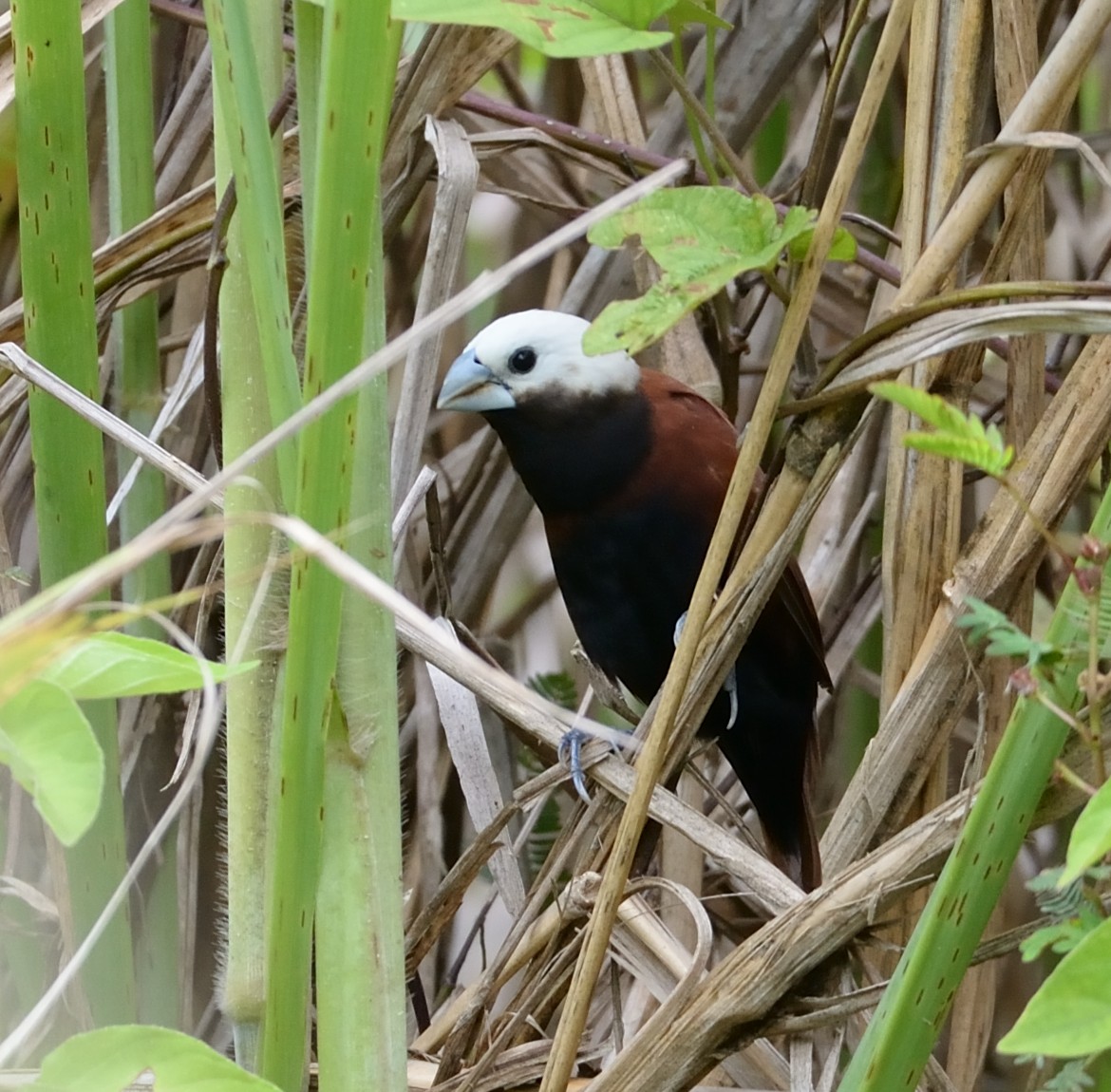 White-capped Munia - ML563936411