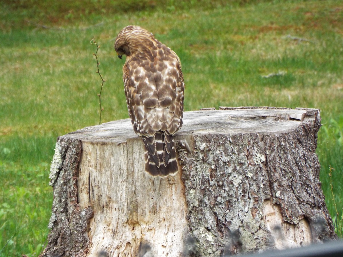 Red-shouldered Hawk - ML563936561
