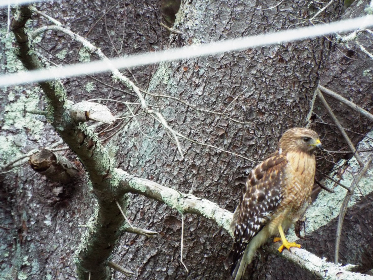 Red-shouldered Hawk - ML563936691