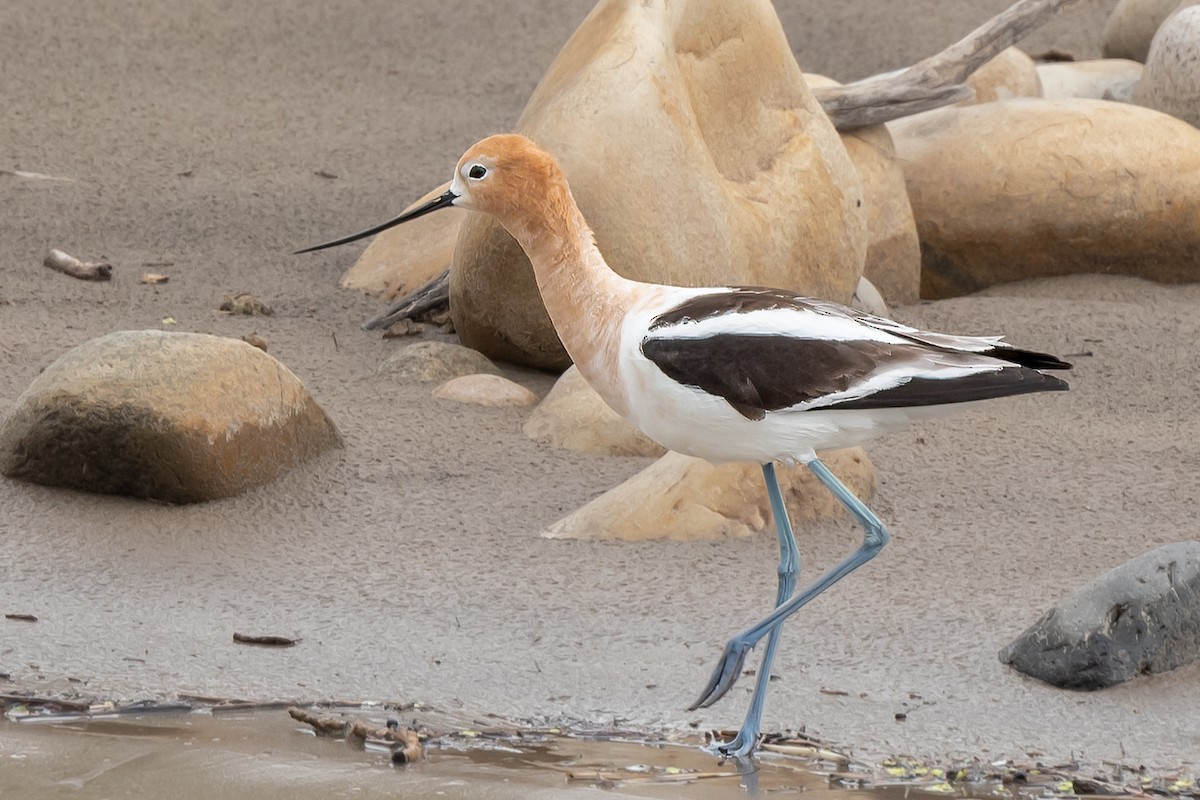 American Avocet - ML563937161