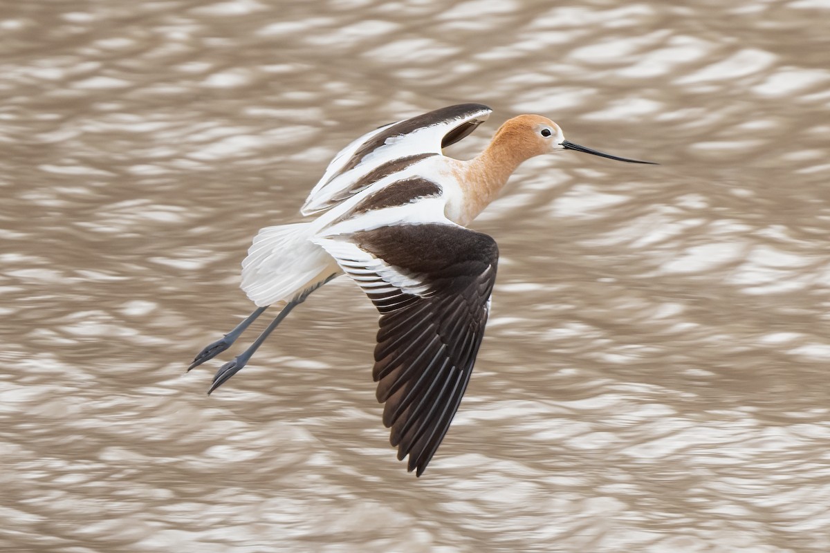 American Avocet - ML563937171