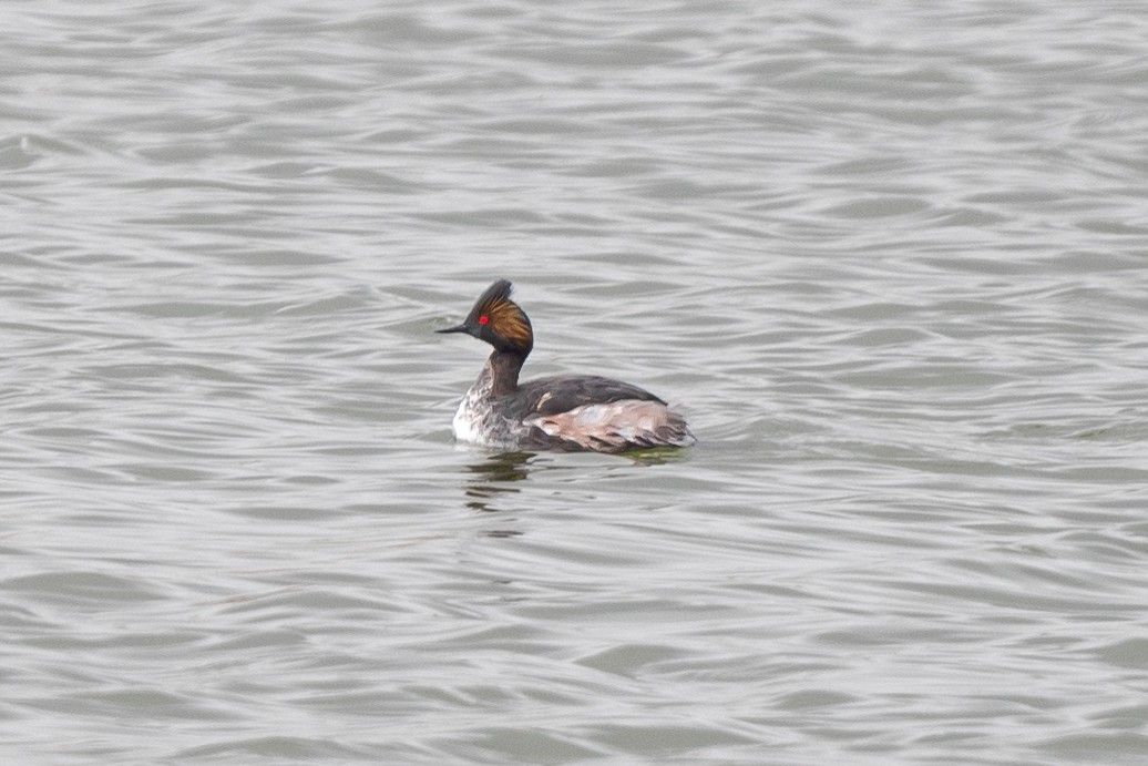Eared Grebe - ML563937241