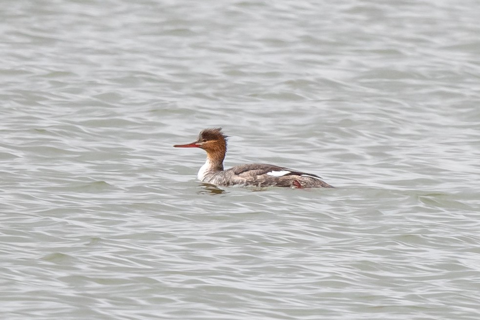 Red-breasted Merganser - ML563937381