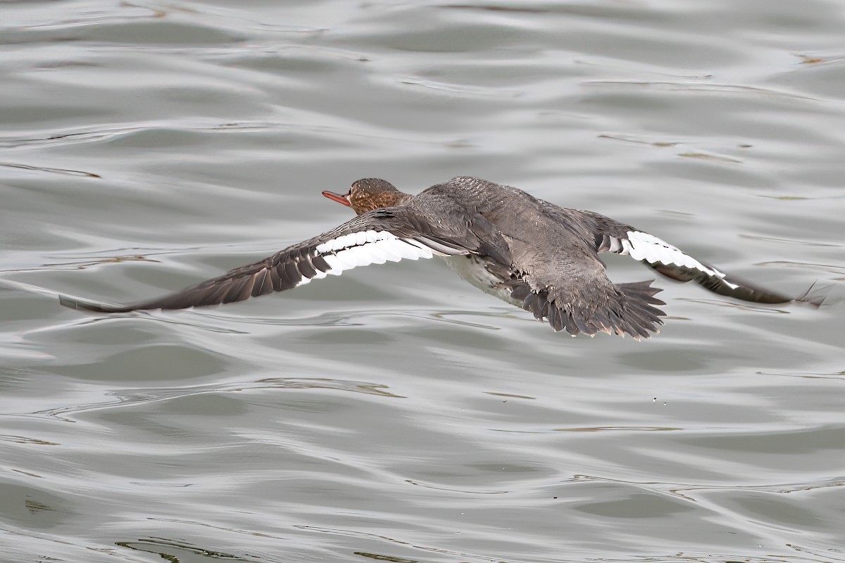 Red-breasted Merganser - ML563937391