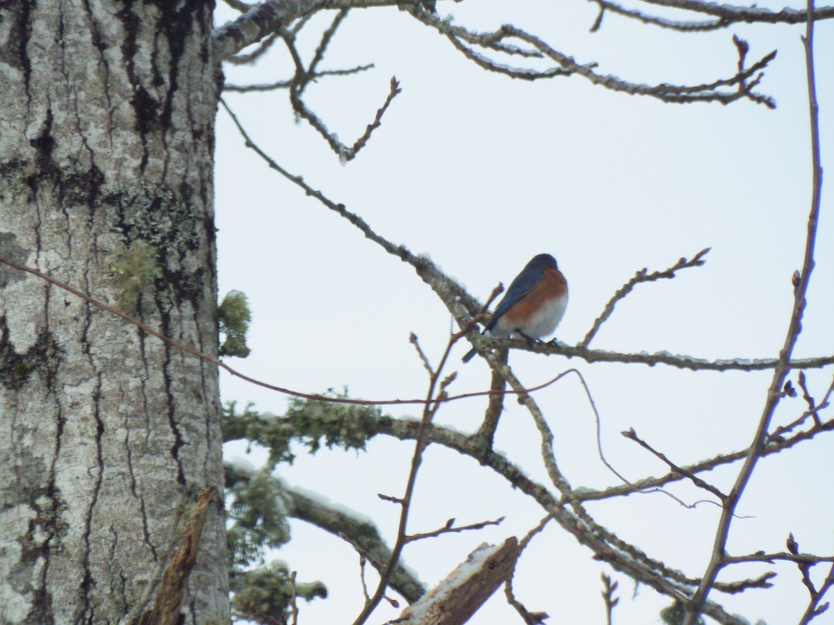 Eastern Bluebird - ML563937621