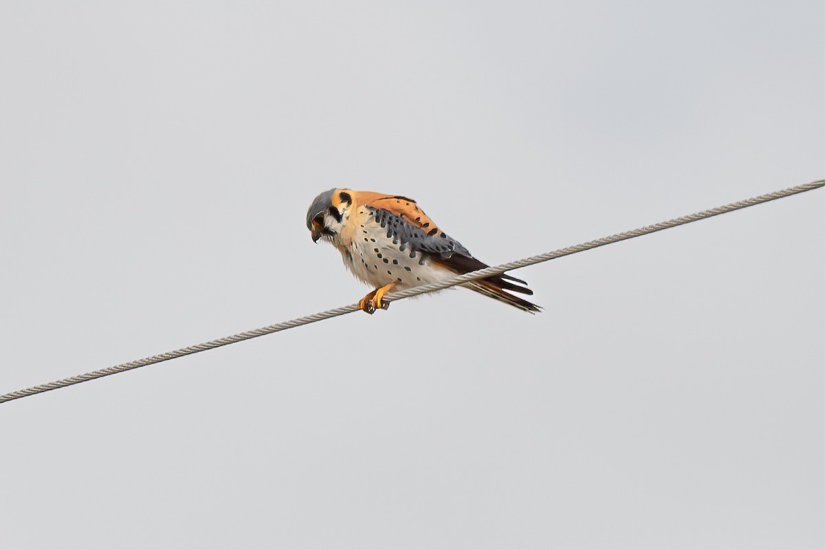 American Kestrel - ML563937641