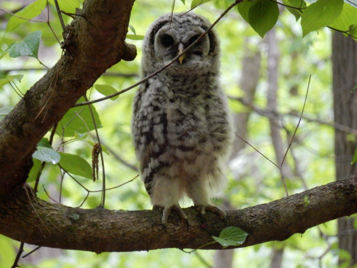 Barred Owl - ML563938301