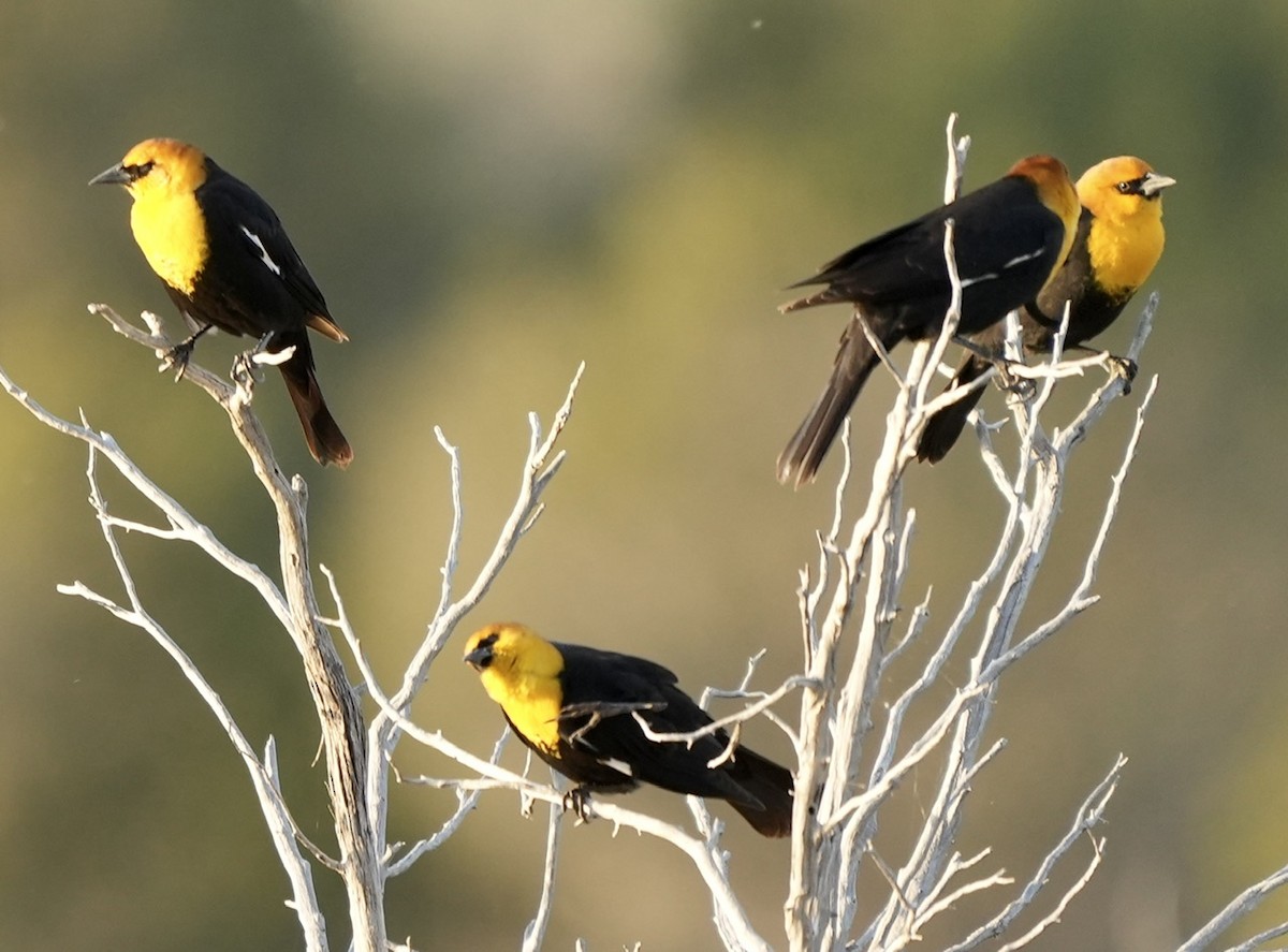 Yellow-headed Blackbird - ML563938321