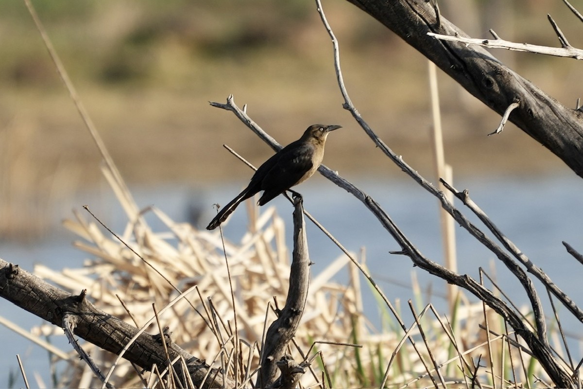 Great-tailed Grackle - ML563938411