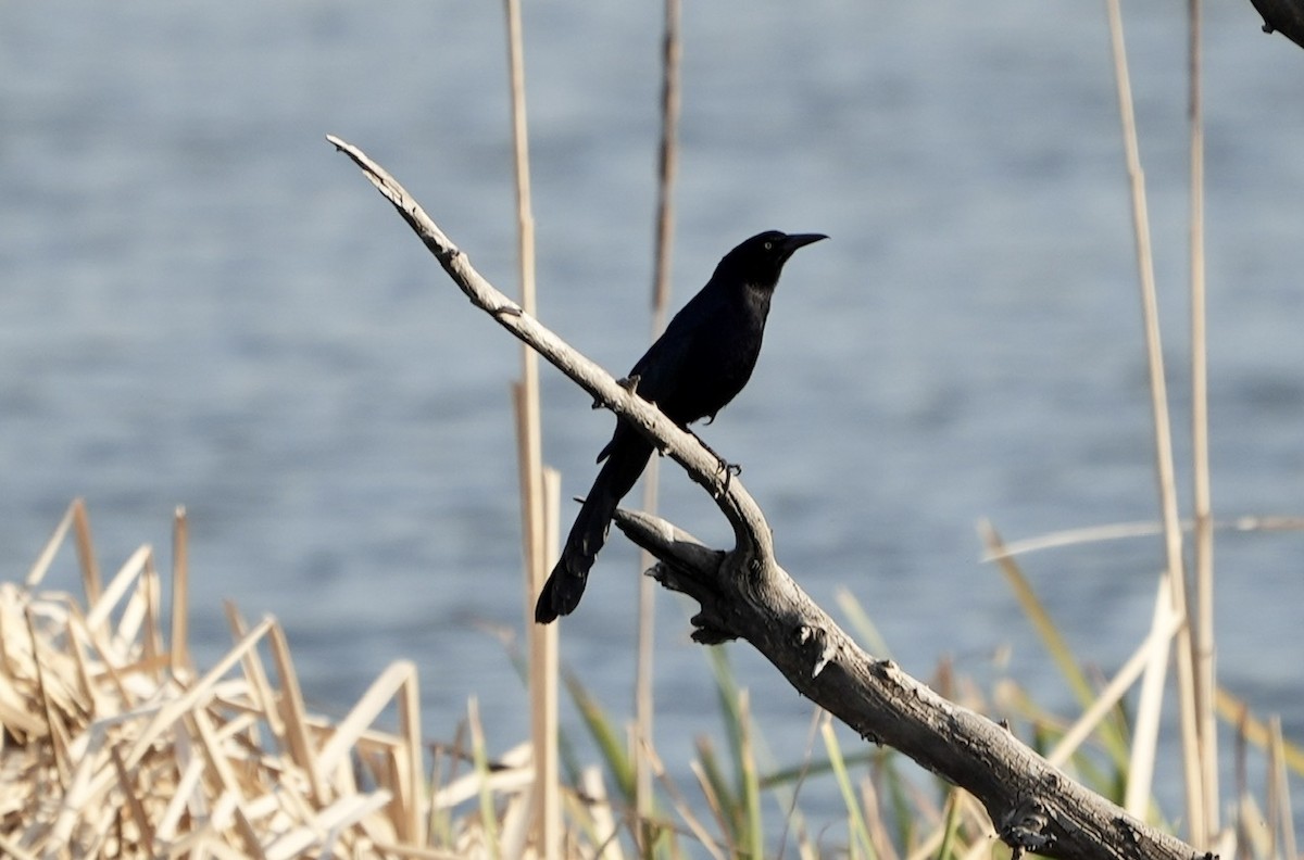 Great-tailed Grackle - ML563938421