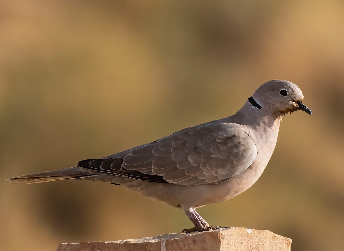 Eurasian Collared-Dove - ML563938681