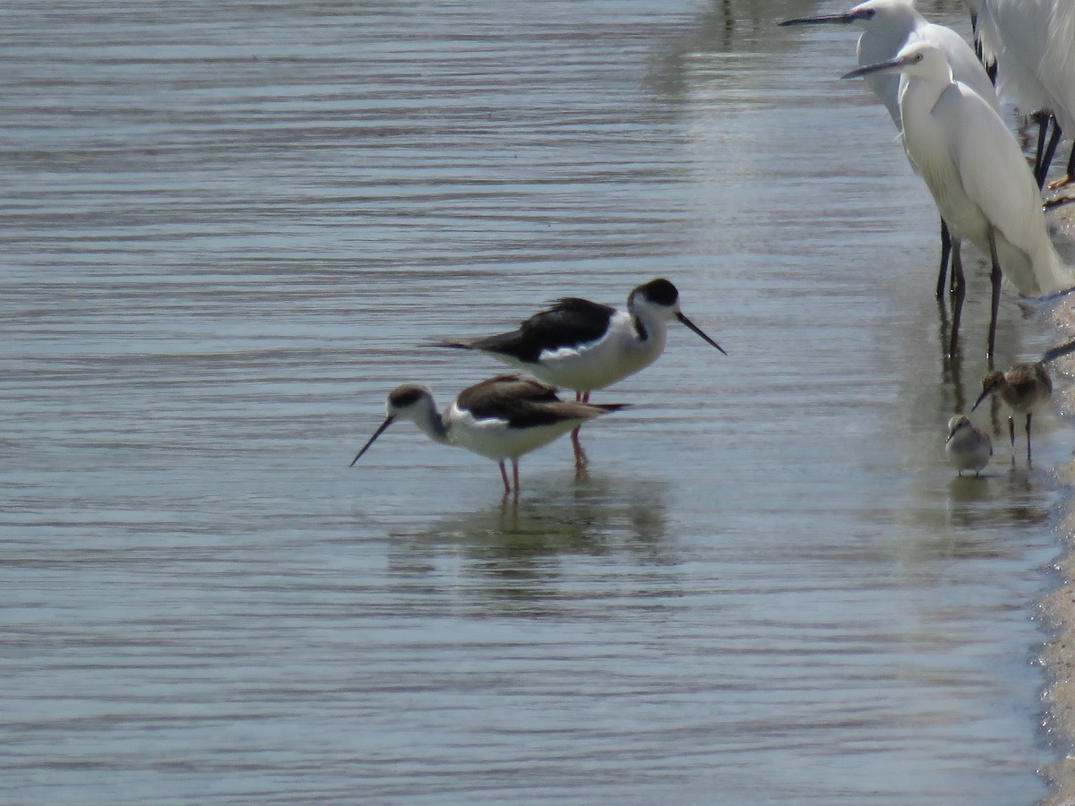 Black-winged Stilt - ML563939271