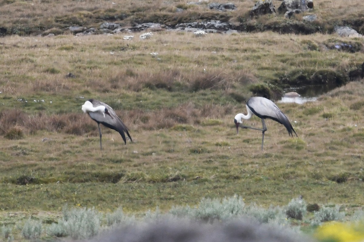 Wattled Crane - ML563940871