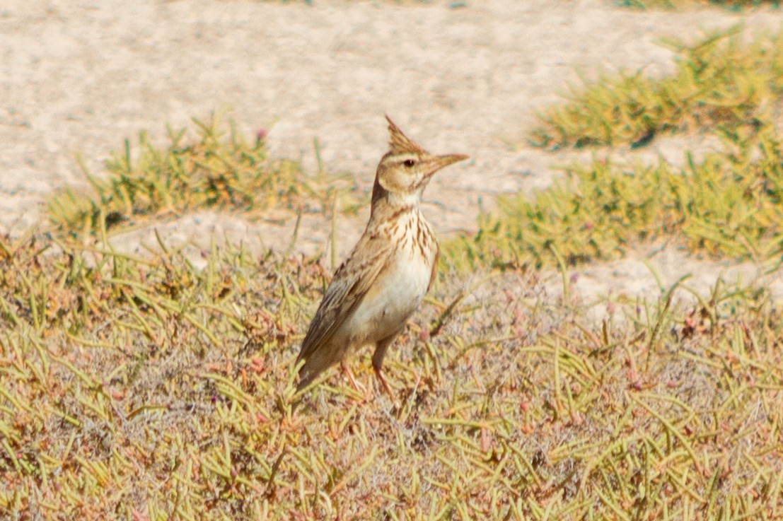 Crested Lark - ML563941051