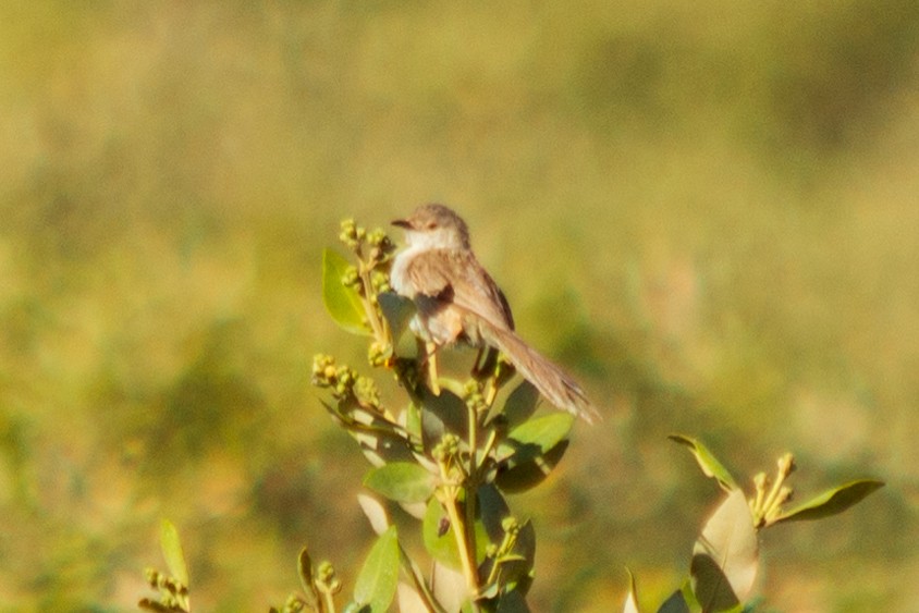 Prinia Delicada - ML563941121