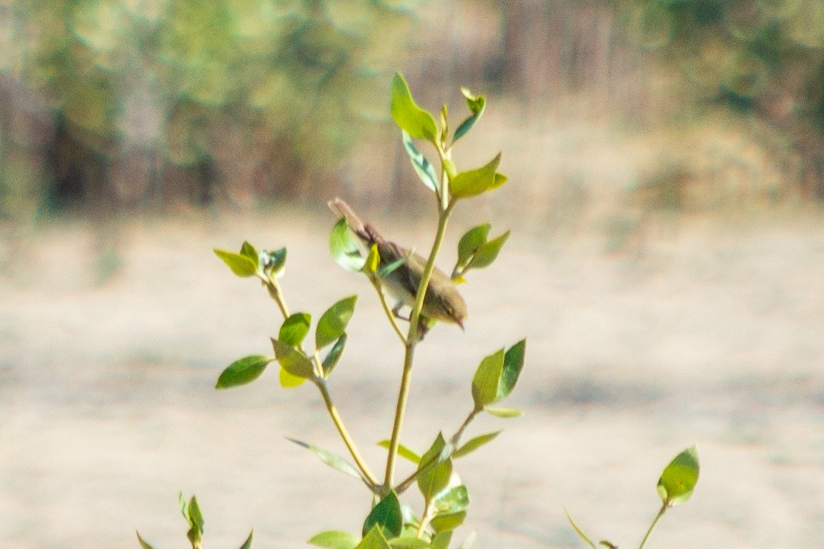 Mosquitero Musical - ML563941181