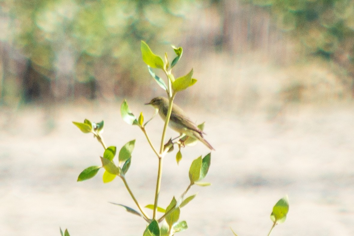 Mosquitero Musical - ML563941191