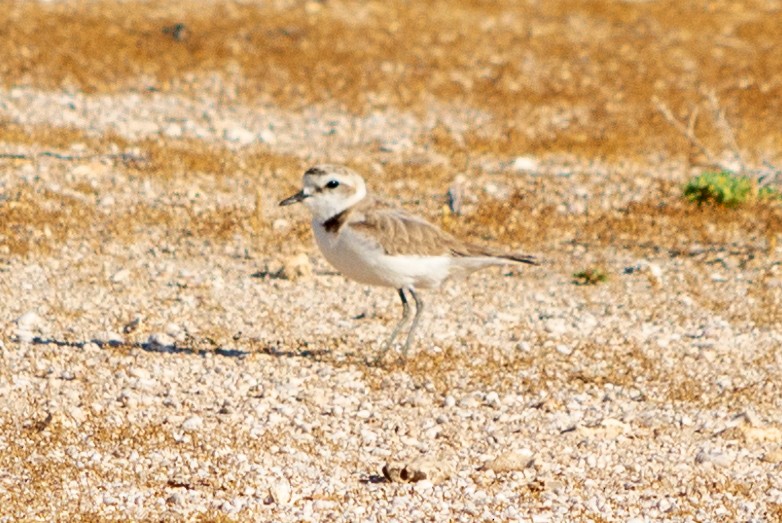 Kentish Plover - ML563941311