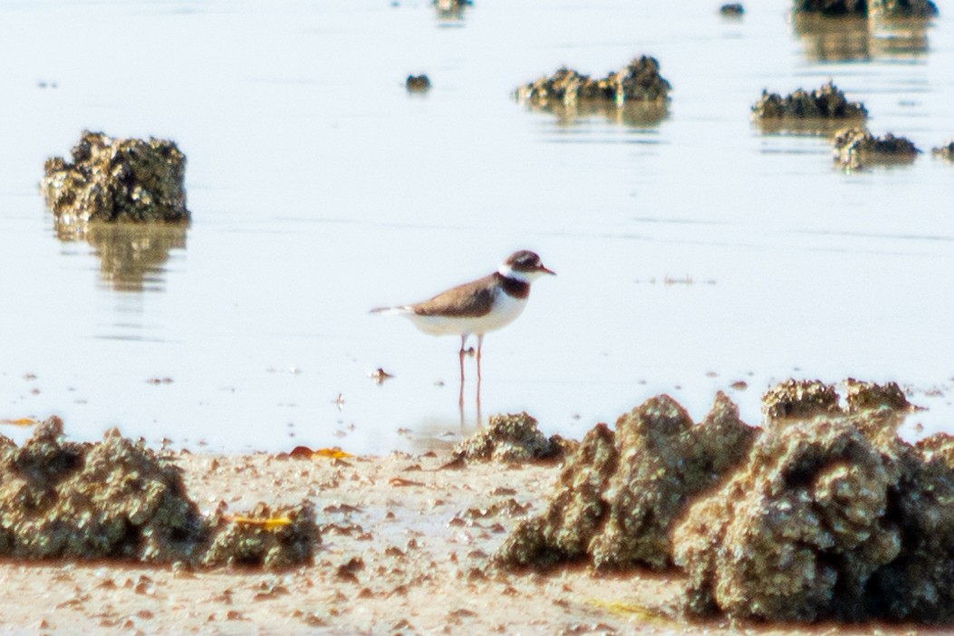 Common Ringed Plover - ML563941331