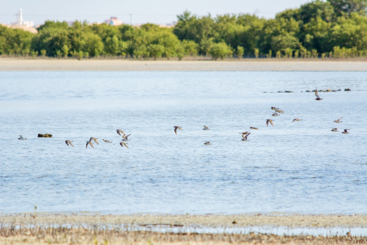 Calidris sp. (peep sp.) - ML563941381