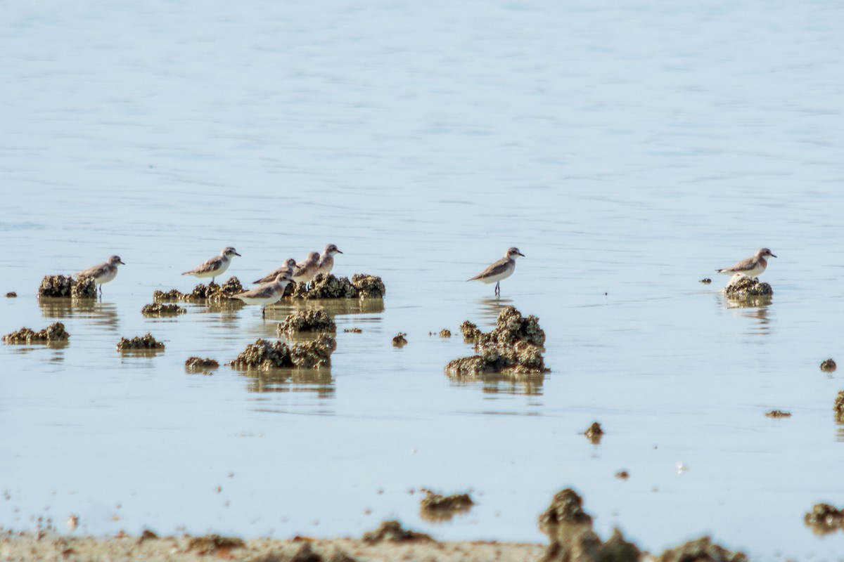 Calidris sp. (peep sp.) - ML563941511