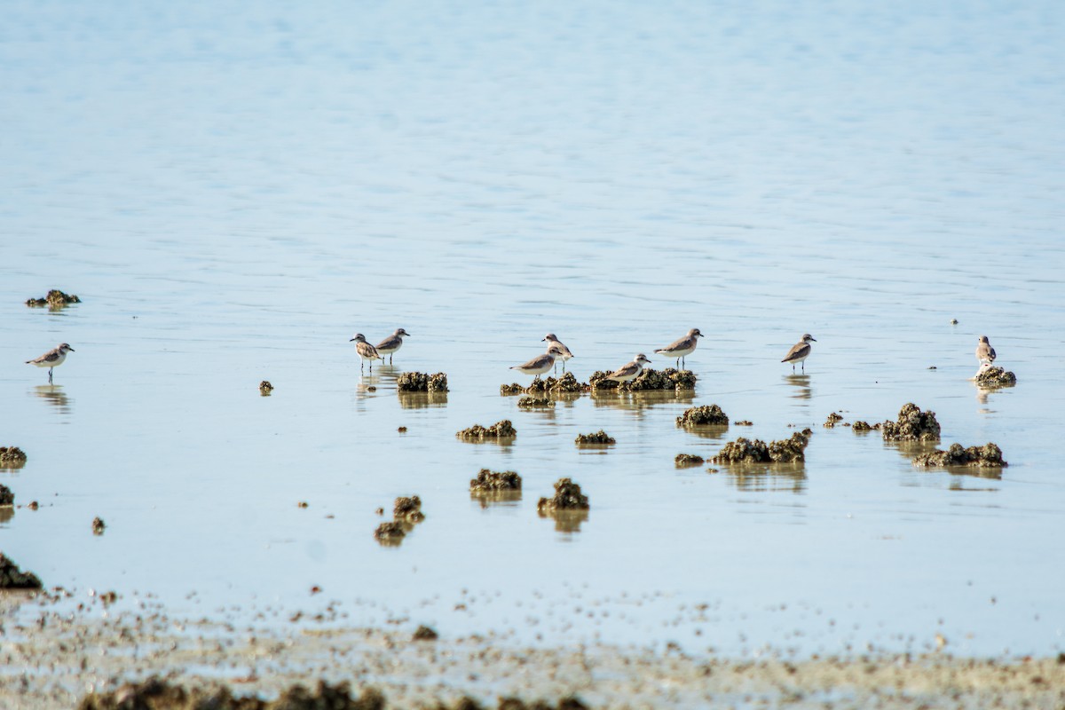 Calidris sp. (peep sp.) - ML563941521