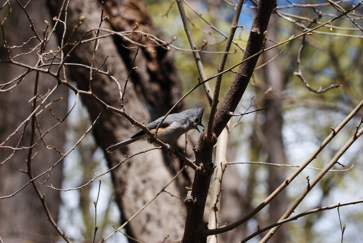 Tufted Titmouse - ML563941571