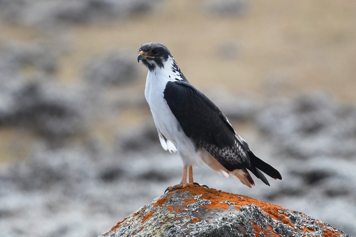 Augur Buzzard (Augur) - ML563941751