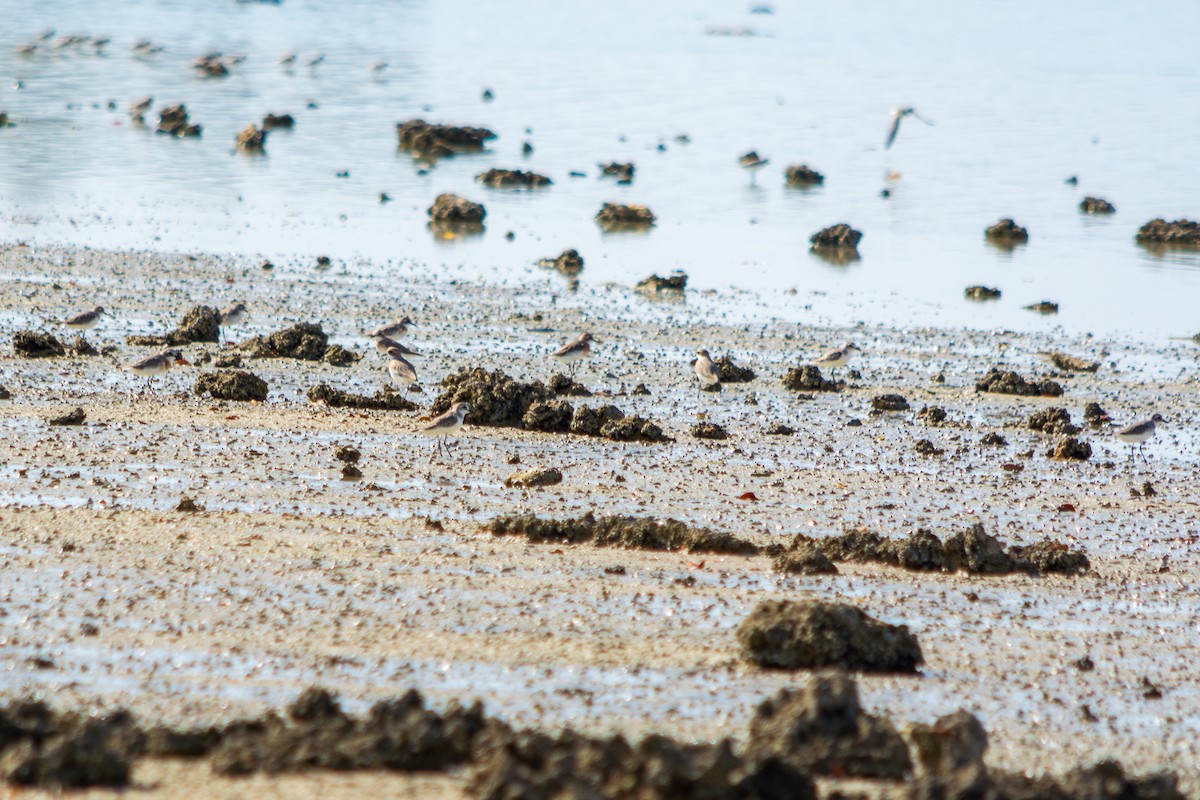 Calidris sp. (peep sp.) - ML563941931