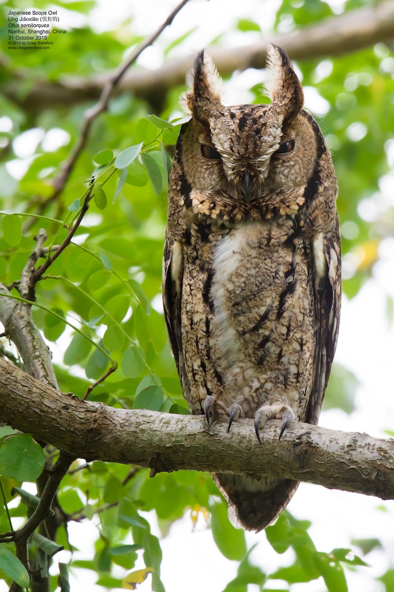 Japanese Scops-Owl - Craig Brelsford