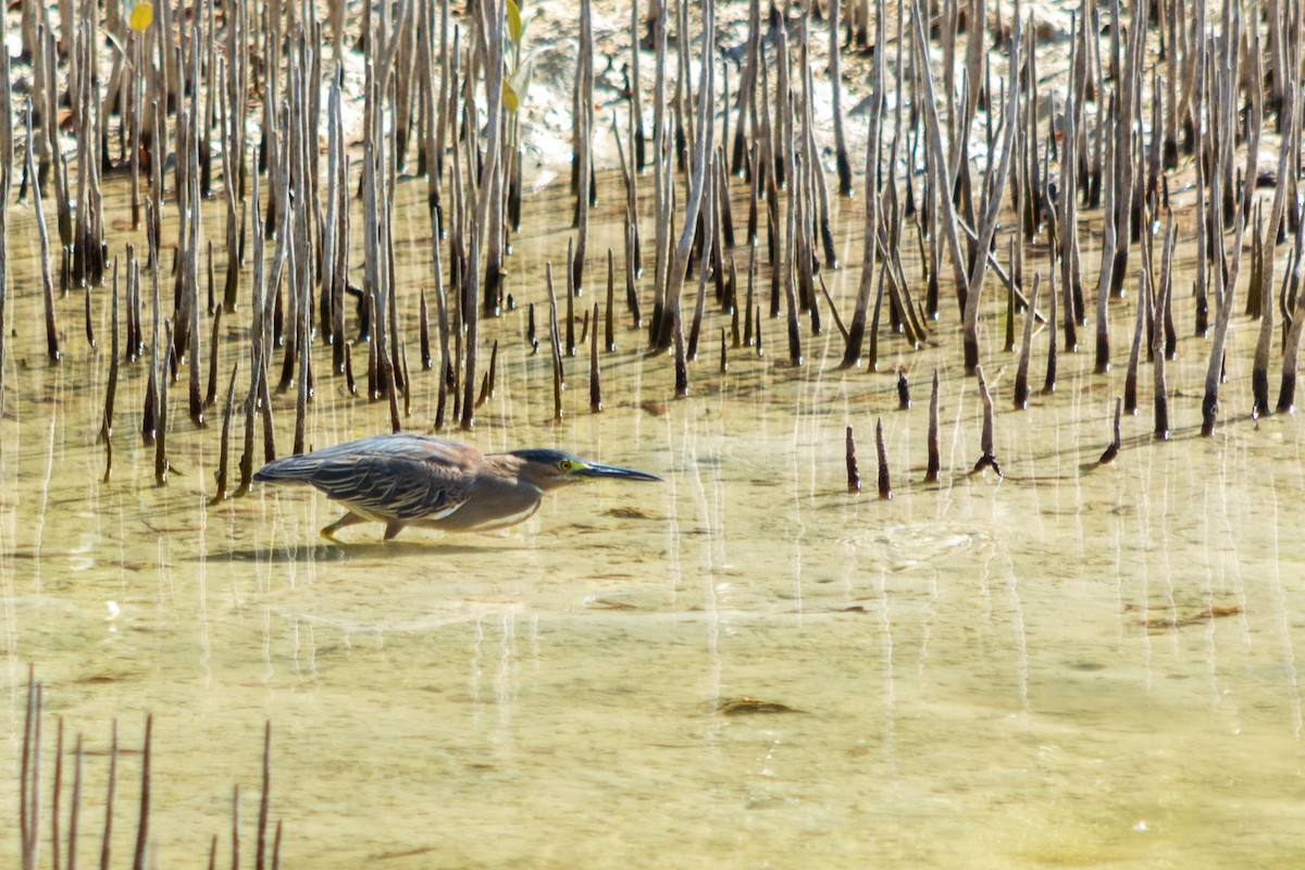 Striated Heron - ML563942601