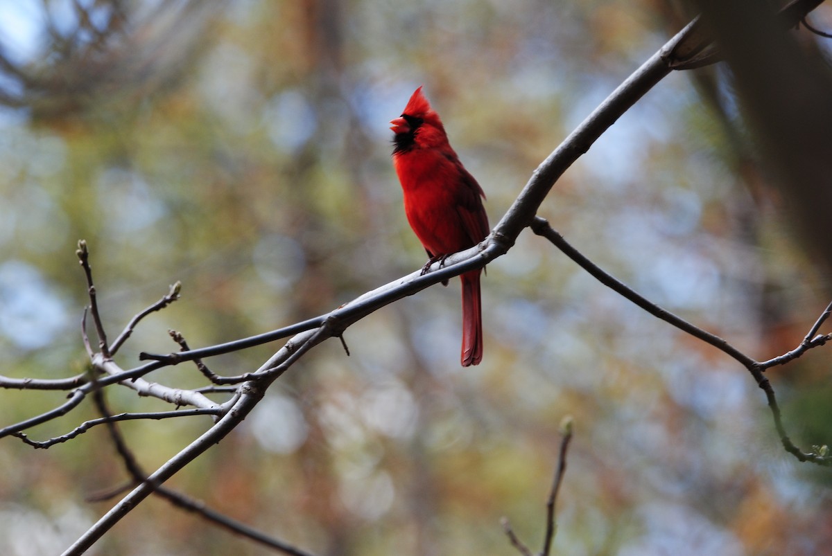 Northern Cardinal - ML563942941