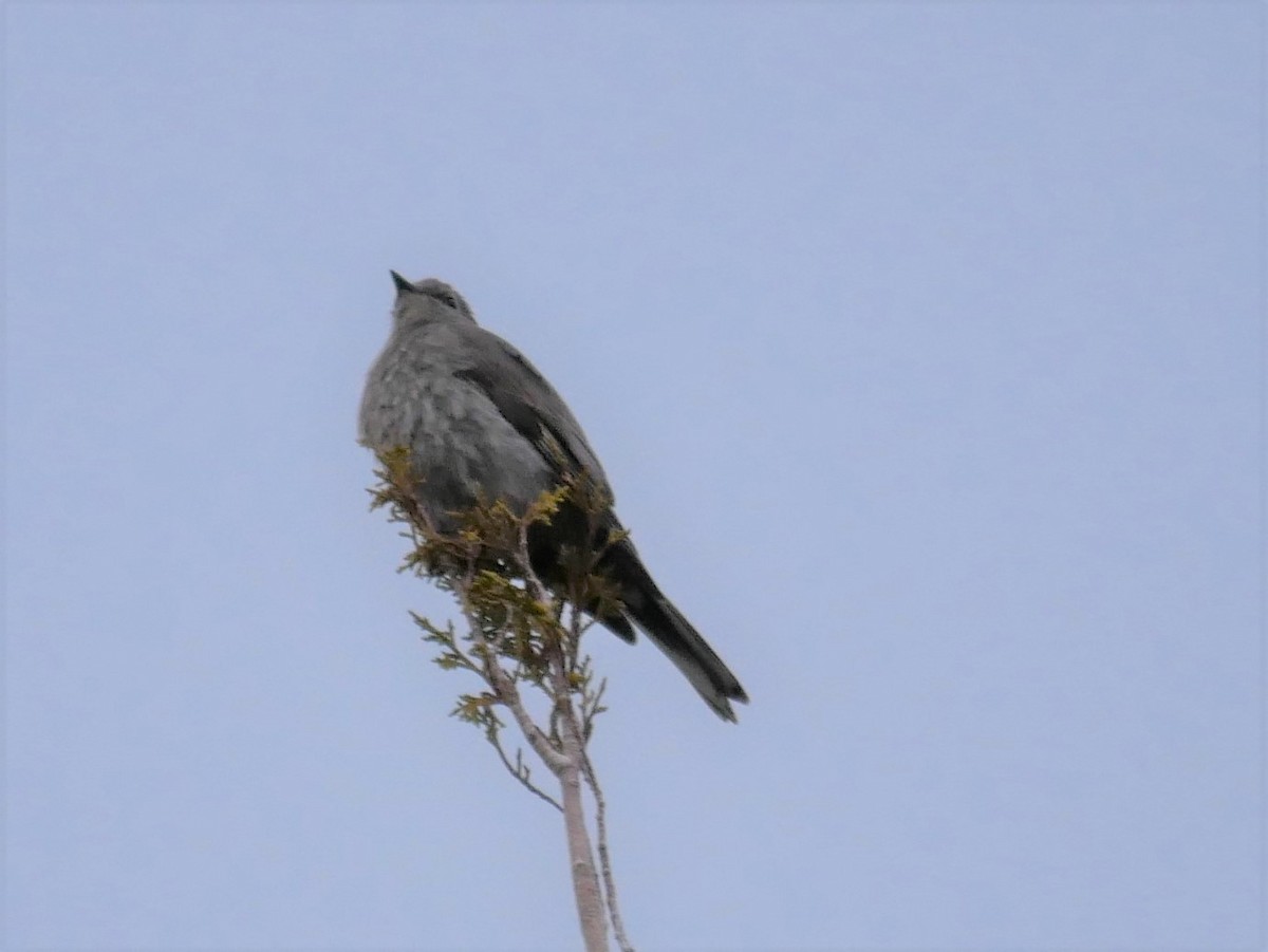 Townsend's Solitaire - ML563944191