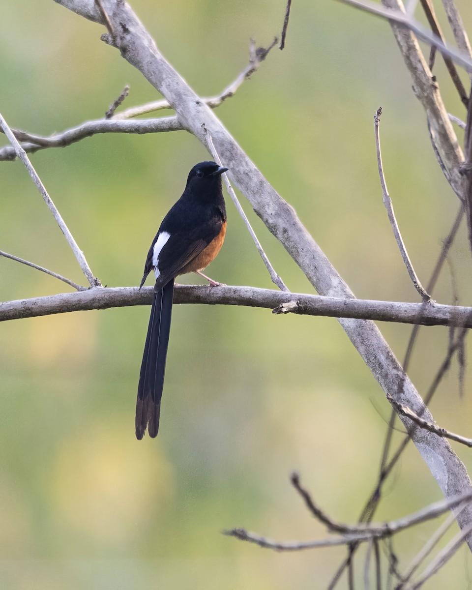 White-rumped Shama - ML563944361