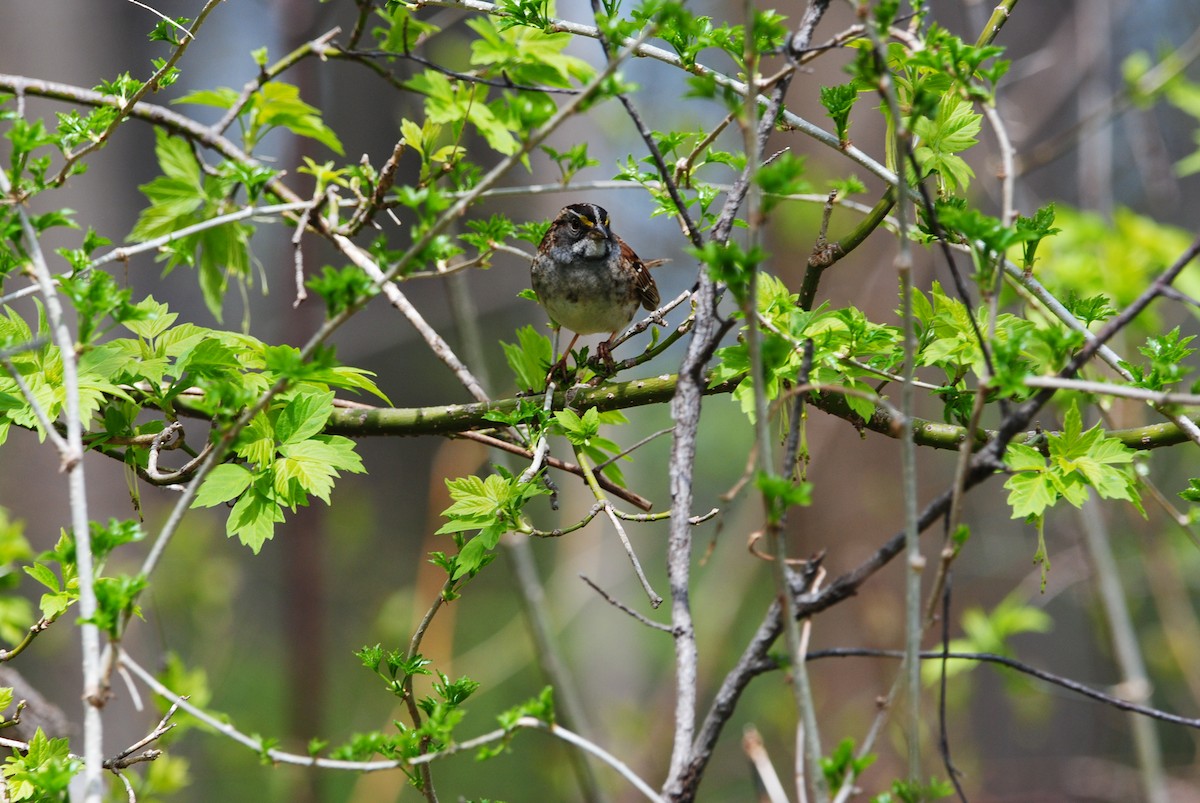 White-throated Sparrow - ML563944541