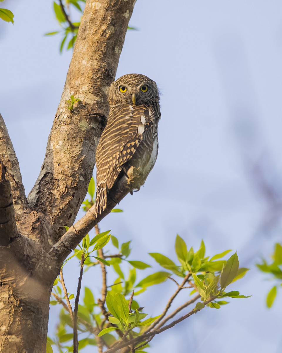 Asian Barred Owlet - ML563945191