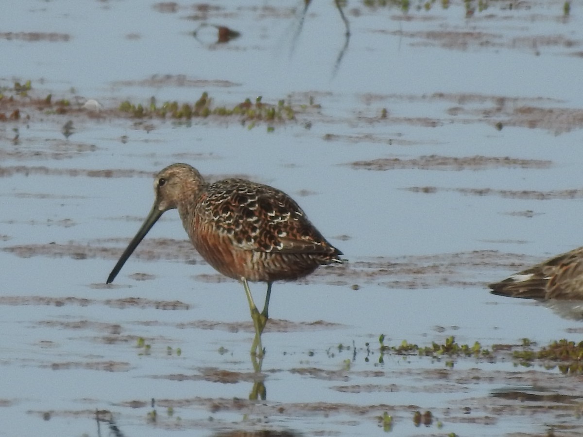 Long-billed Dowitcher - Carol & Steve Matthews