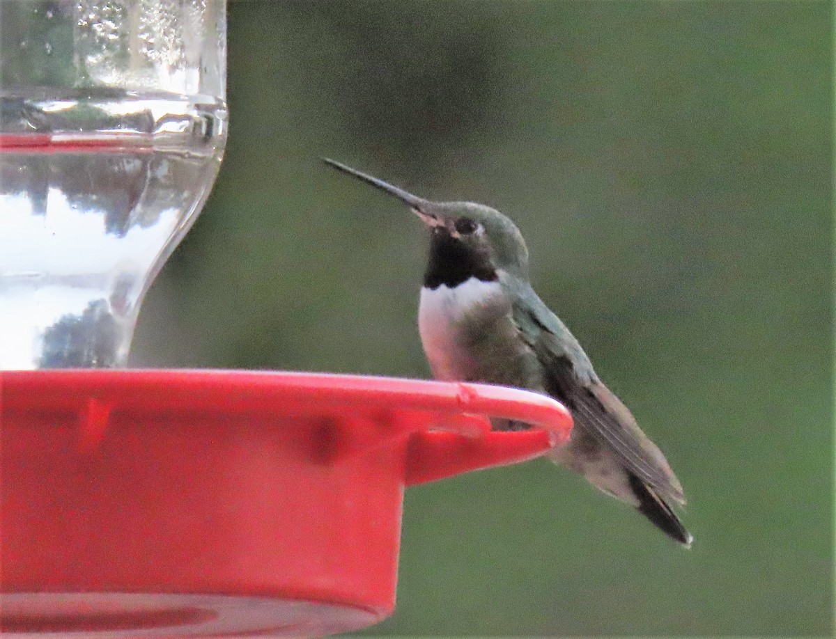 Black-chinned Hummingbird - ML563945441