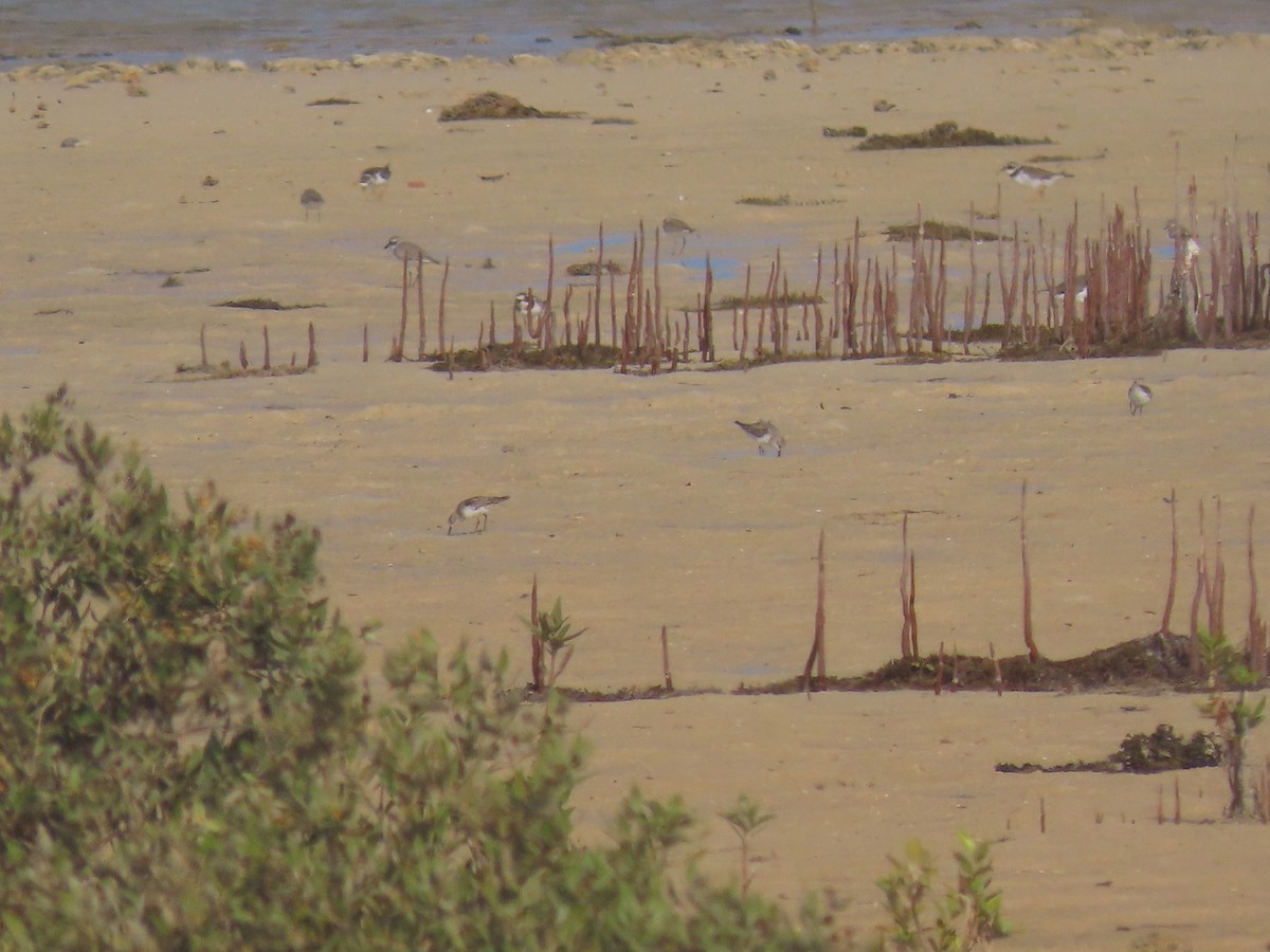 Little Stint - ML563945981