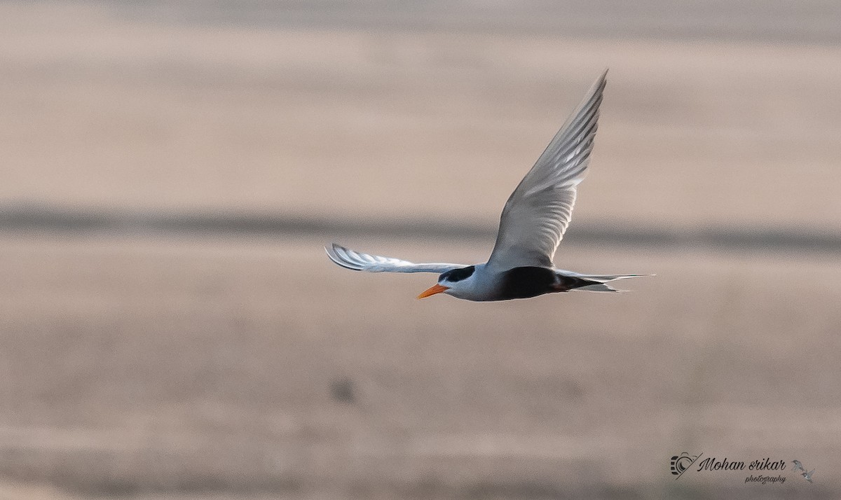 Black-bellied Tern - ML563946271