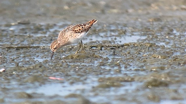 Long-toed Stint - ML563946401