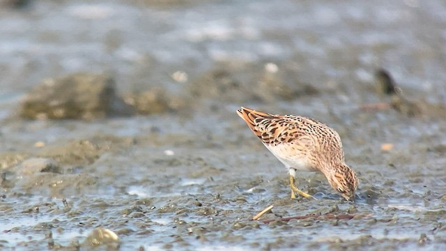 langtåsnipe - ML563946441