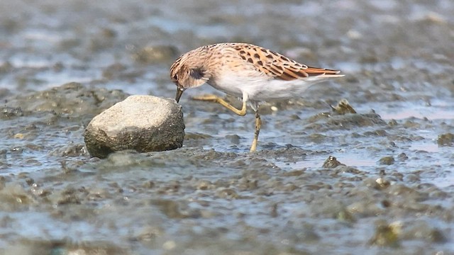 Long-toed Stint - ML563946461