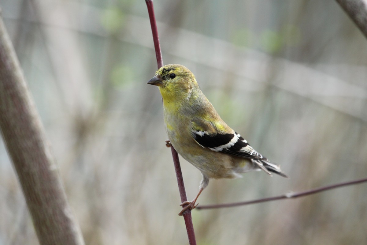 American Goldfinch - ML563946541