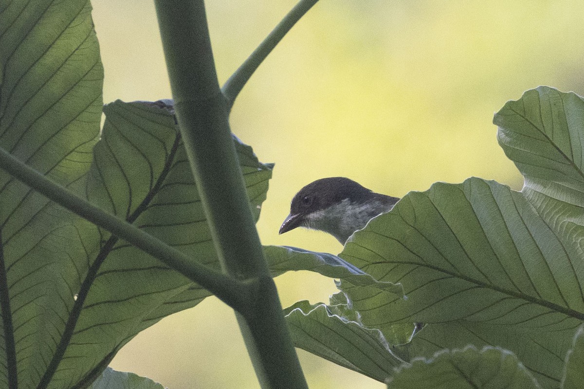 Puerto Rican Tanager - ML563946621